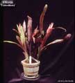 Billbergia 'Fontcuberta'