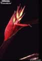 Billbergia 'Fontcuberta'