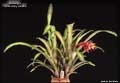 Billbergia 'Julian Nally Beadle'