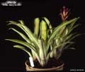 Billbergia 'Julian Nally Beadle'