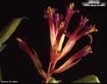 Billbergia 'Julian Nally Beadle'