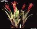 Bert Foster Billbergia Hybrid