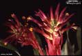 Bert Foster Billbergia Hybrid