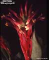 Bert Foster Billbergia Hybrid