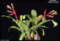 Billbergia 'Foster Hybrid #2'