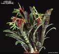 Billbergia 'Foster Hybrid #3'