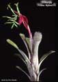 Billbergia 'Foster Hybrid #3'