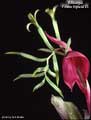 Billbergia 'Foster Hybrid #3'