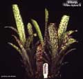 Billbergia 'Foster Hybrid #4'