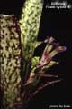 Billbergia 'Foster Hybrid #4'