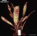 Billbergia 'Foster Hybrid #4'