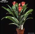 Billbergia 'Foster Hybrid #5'