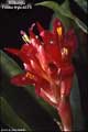 Billbergia 'Foster Hybrid #5'