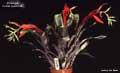Billbergia 'Foster Hybrid #6'