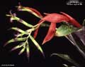 Billbergia 'Foster Hybrid #6'