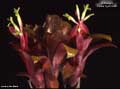 Billbergia 'Foster Hybrid #7'