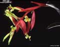 Billbergia 'Foster Hybrid #7'