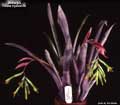 Billbergia 'Foster Hybrid #8'