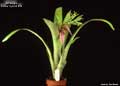 Billbergia 'Foster Hybrid #10'