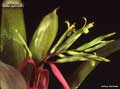 Billbergia 'Foster Hybrid #10'