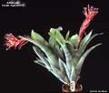 Billbergia 'Foster Hybrid #11'