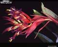 Billbergia 'Foster Hybrid #11'