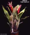 Billbergia 'Foster Hybrid #13'