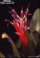 Billbergia 'Foster Hybrid #13'