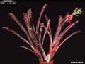 Billbergia 'Foster Hybrid #14'