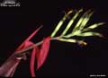 Billbergia 'Foster Hybrid #14'