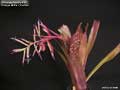 Billbergia Beadle #1592