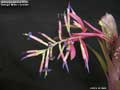 Billbergia Beadle #1592