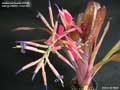 Billbergia Beadle #1592
