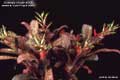 Billbergia Beadle #0005