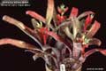 Billbergia Beadle #0005