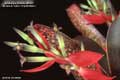 Billbergia Beadle #0005
