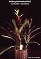 Billbergia Beadle #0006