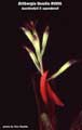 Billbergia Beadle #0006