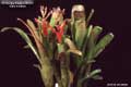 Billbergia Beadle #0009