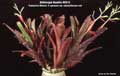 Billbergia Beadle #0013