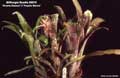 Billbergia Beadle #0016
