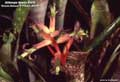 Billbergia Beadle #0016