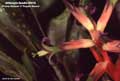 Billbergia Beadle #0016