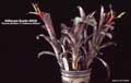 Billbergia Beadle #0020