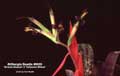 Billbergia Beadle #0020
