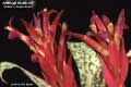 Billbergia Beadle #0024