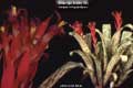 Billbergia Beadle #0024