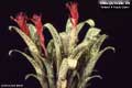 Billbergia Beadle #0024
