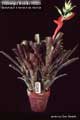 Billbergia Beadle #0028