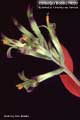 Billbergia Beadle #0028